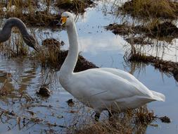 Animal Swan Waterfowl on Yamadas rice fields