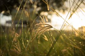 Thatch Grass Fress
