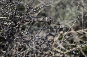 Bush branches Thorns