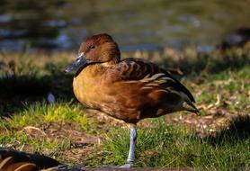 Duck Colors Water