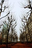 Paris tree street