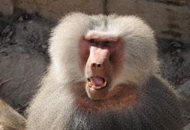 Baboon in Zoo