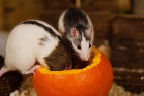 Color Rats Sweet orange