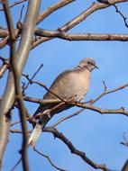 Turtledove Branch Lookout