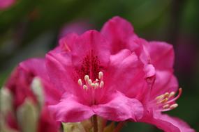 Philodendron Flowers Pink Flower