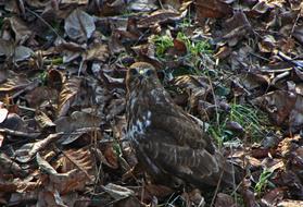 Close-up of the colorful, beautiful and cute bird of prey, among the colorful leaves and leaves