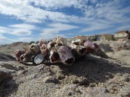 Shells Beach Summer
