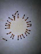 Macro Photography Ant