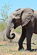 African Elephant Pachyderm