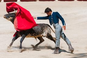 Bolsin Bullfight Bull