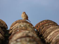 female Sparrow on old roof