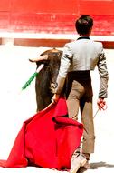 Bolsin Bullfight Bull
