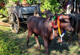 Ox Cart Sculpture Scene