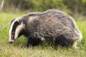 badger on green grass in nature