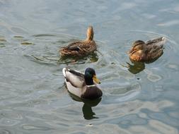 Duck Birds water