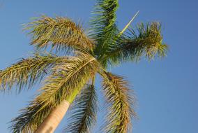 Tropical Tree Blue