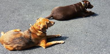 two brown labradors lie on the asphalt