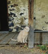 white cat near the doorway