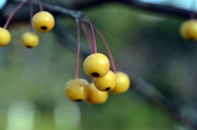 bright yellow berries on a branch in the garden