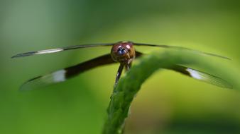 Dragonfly Insect on a blurred green background