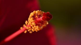 Flowers Red Micro
