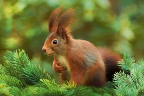 Painting Oil Photo squirrel