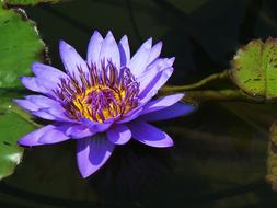 Water Lily Pond Plants