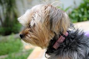 Cute, colorful and beautiful, fluffy Yorkshire puppy