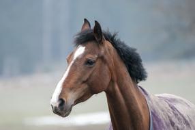 Horse Brown on a blurred background