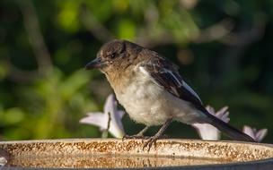 Pied Butcher Young bird