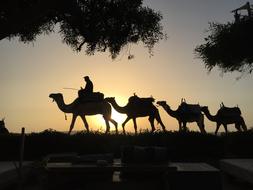 Newsletter Desert Morocco