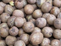 edible tropical fruit