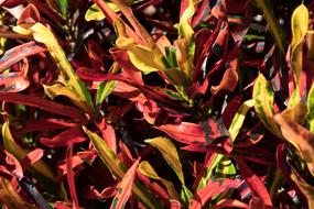 Croton Shrub Leaves