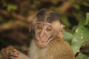 Monkey Baby Child
