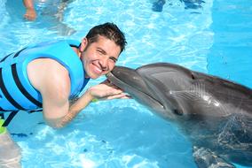 Dolphins Marine Life Fish In Water