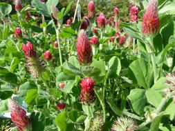 Crimson Green Manure