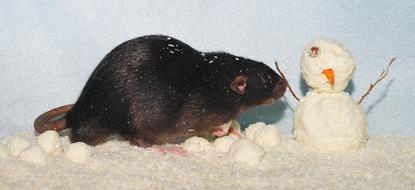Rat Black Cute and snow man