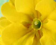 Primrose Spring Bloom
