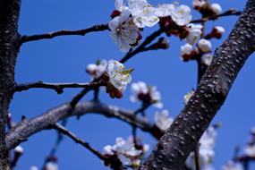 Cherry Blossoms Spring Blue Sky