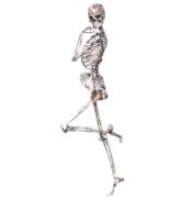 skeleton pose skull bones 3d