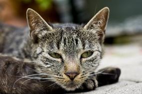 Cat Head Face grey
