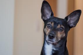 Dog Hybrid head