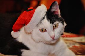 photo of a black and white cat in a Christmas cap