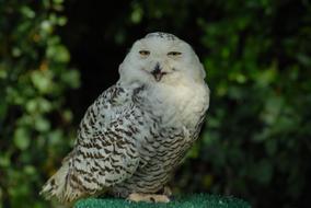 white spotted owl on a blurred background