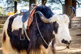 Manali Himalayas Yak