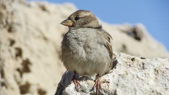 fluffy little sparrow