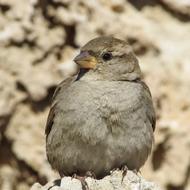 incredibly charming Sparrow Bird Wildlife