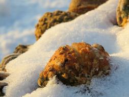 Pumpkin Pumpkins Winter