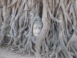 face in the roots of the tree