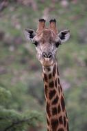 giraffe in the wild on a blurred background